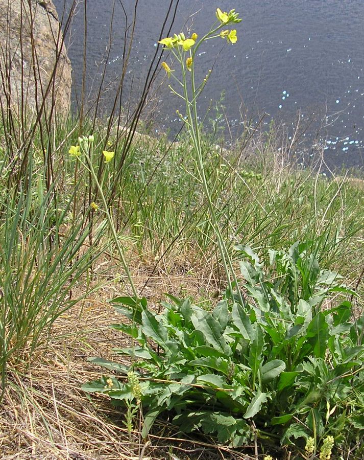 Image of Diplotaxis tenuifolia specimen.