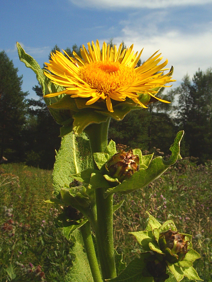 Image of Inula helenium specimen.