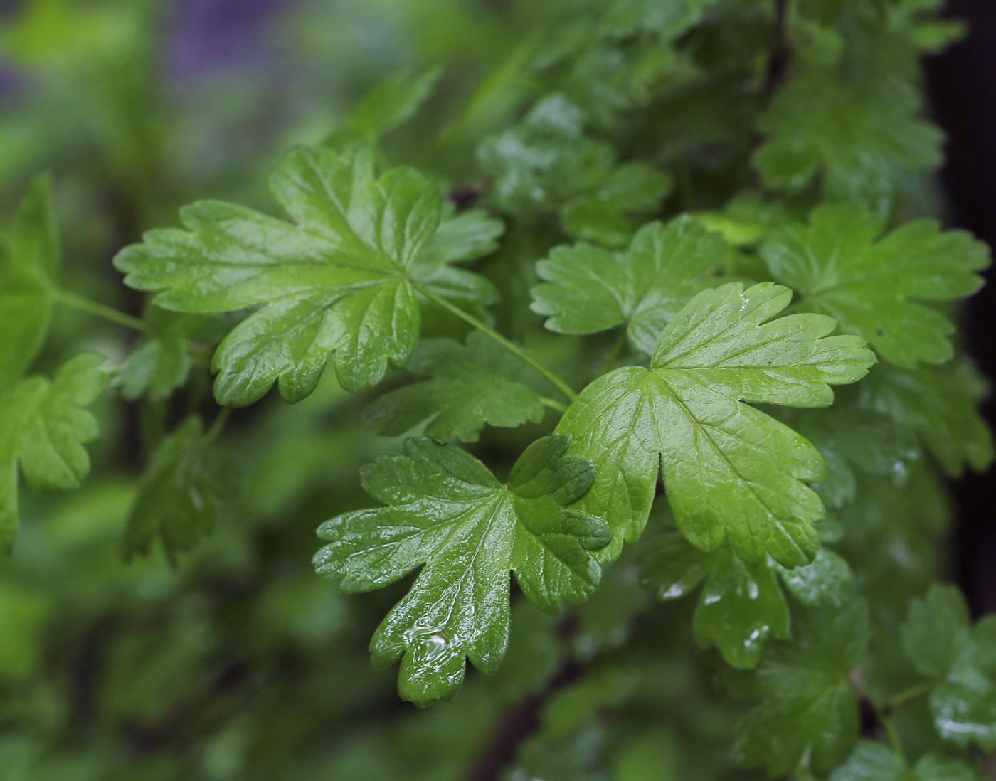 Image of Ribes &times; nidigrolaria specimen.