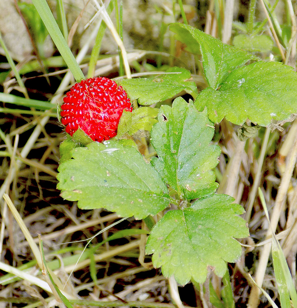 Image of Duchesnea indica specimen.