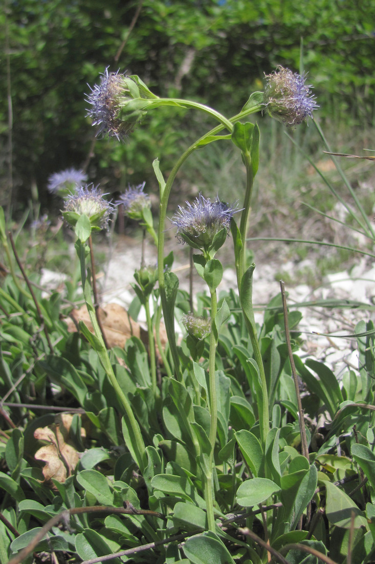 Изображение особи Globularia trichosantha.