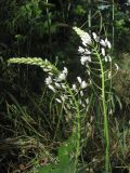 Ornithogalum arcuatum