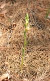 Cephalanthera epipactoides. Цветущее растение. Краснодарский край, Черноморское побережье Кавказа, м/о город-курорт Геленджик, хребет Туапхат, окр. Христовой щели, лес с доминированием Pinus pityusa. 8 мая 2016 г.