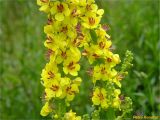 Verbascum nigrum. Части соцветий. Украина, Львовская обл., Сколевский р-н, национальный природный парк \"Сколевские Бескиды\", окр. с. Каменка, опушка леса. 18.06.2018.