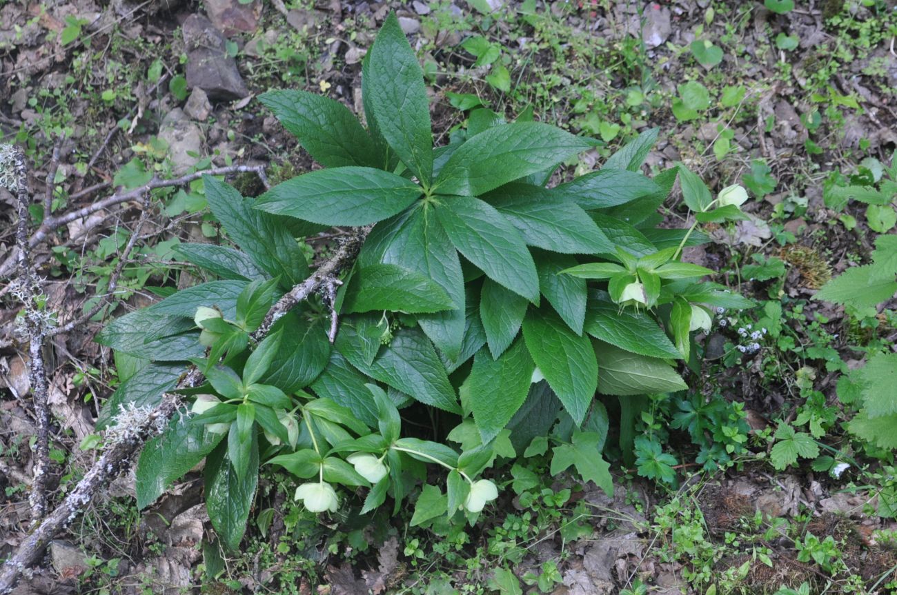 Image of Helleborus caucasicus specimen.