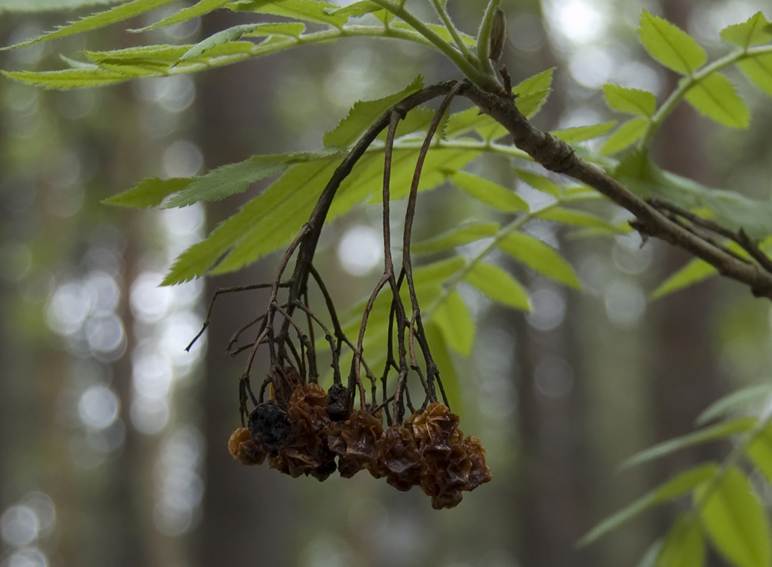 Image of Sorbus sibirica specimen.