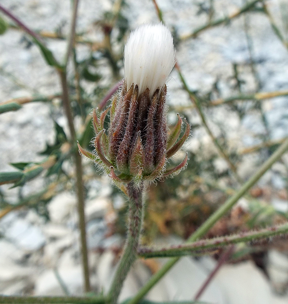 Image of Crepis rhoeadifolia specimen.