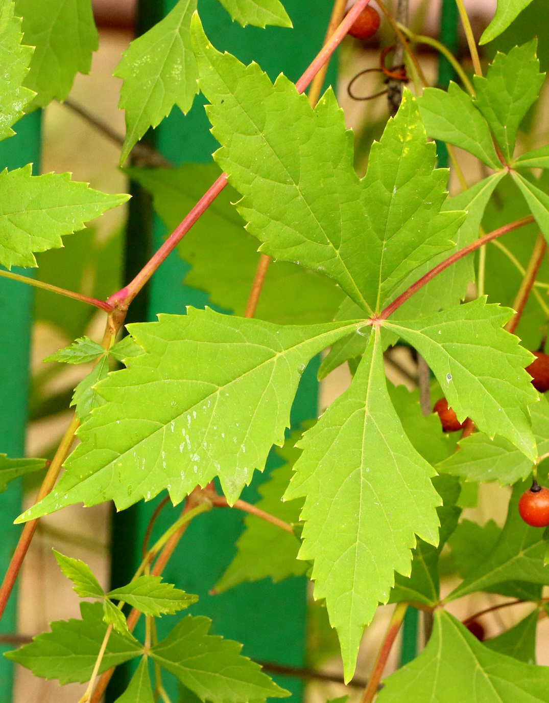 Image of Ampelopsis japonica specimen.