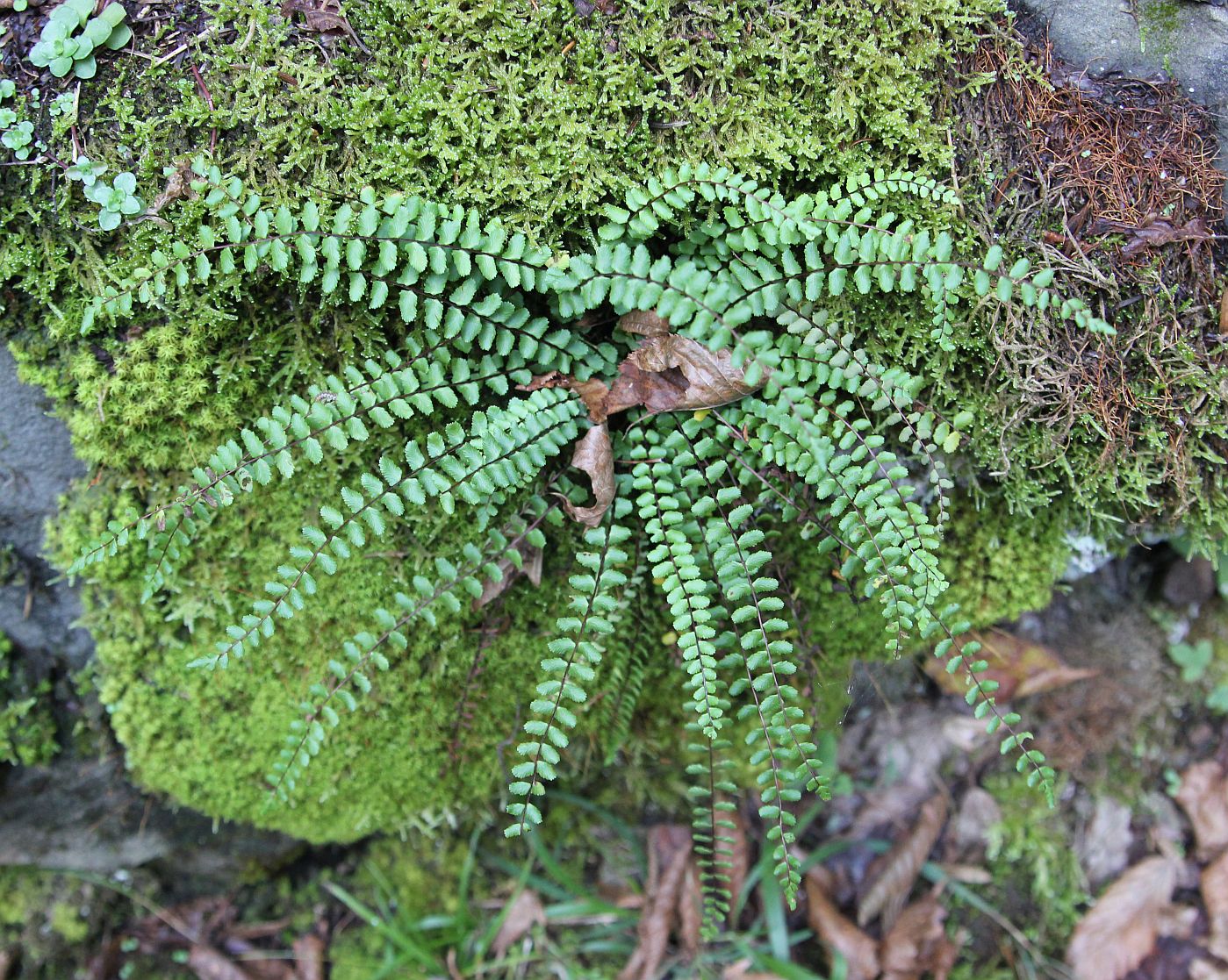 Изображение особи Asplenium trichomanes ssp. inexpectans.