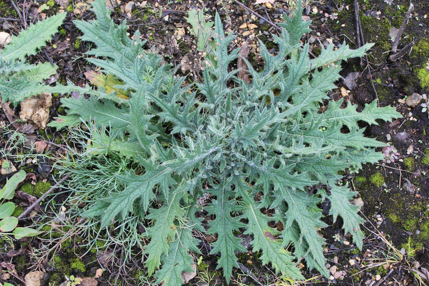 Image of Cirsium vulgare specimen.