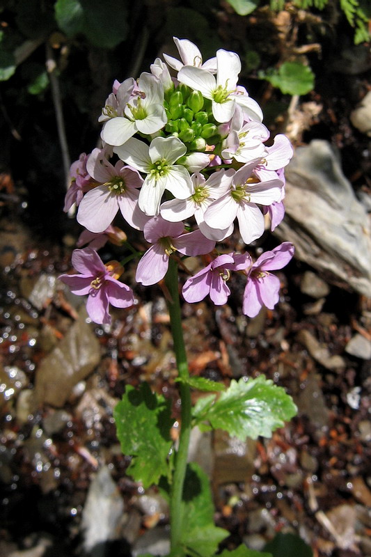 Image of Cardamine seidlitziana specimen.