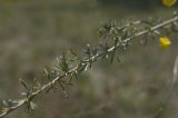 Caragana stenophylla