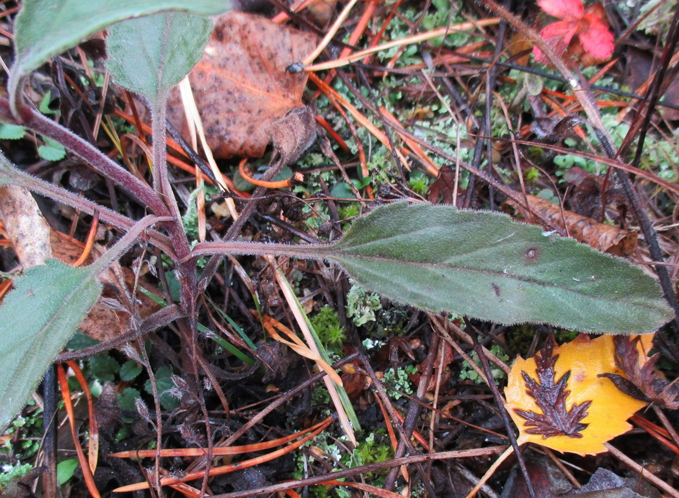 Image of Veronica spicata specimen.