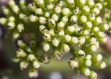 Crithmum maritimum. Часть соплодия с завязавшимися плодами и кормящимися муравьями. Греция. Эгейское море, север о-ва Парос, национальный парк Св. Яниса Детис Колимбифрес; берег моря за Турецким пляжем (Τούρκου Άμμος παραλία). 28.10.2018.