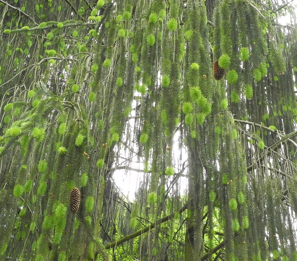 Image of Picea abies specimen.