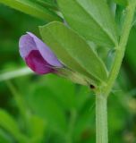 Vicia sativa. Часть побега с цветком. Республика Кипр, окр. г. Лимасол (Λεμεσός), обочина грунтовой дороги недалеко от моря. 06.04.2019.