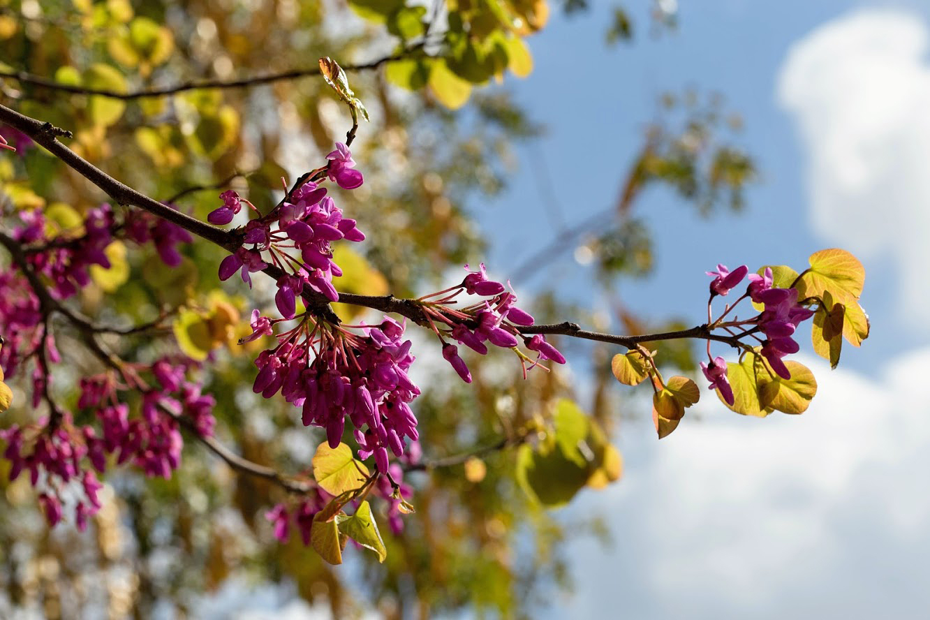 Изображение особи Cercis siliquastrum.