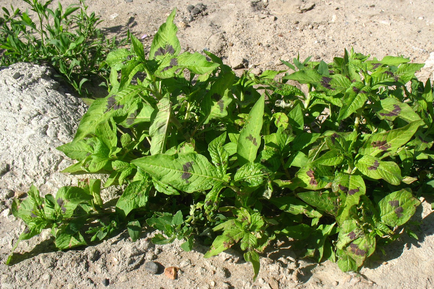 Image of Persicaria maculosa specimen.