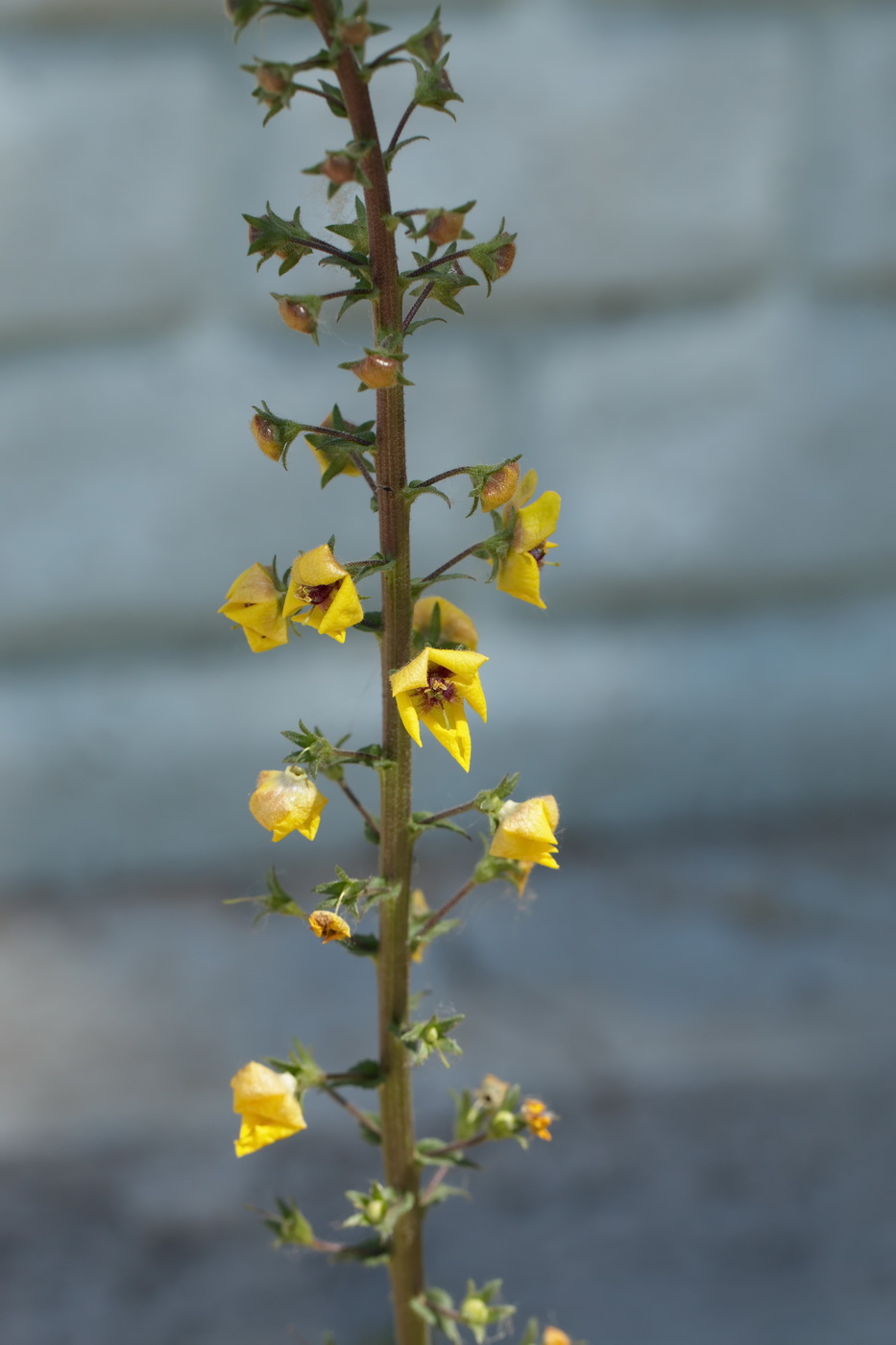 Image of Verbascum blattaria specimen.