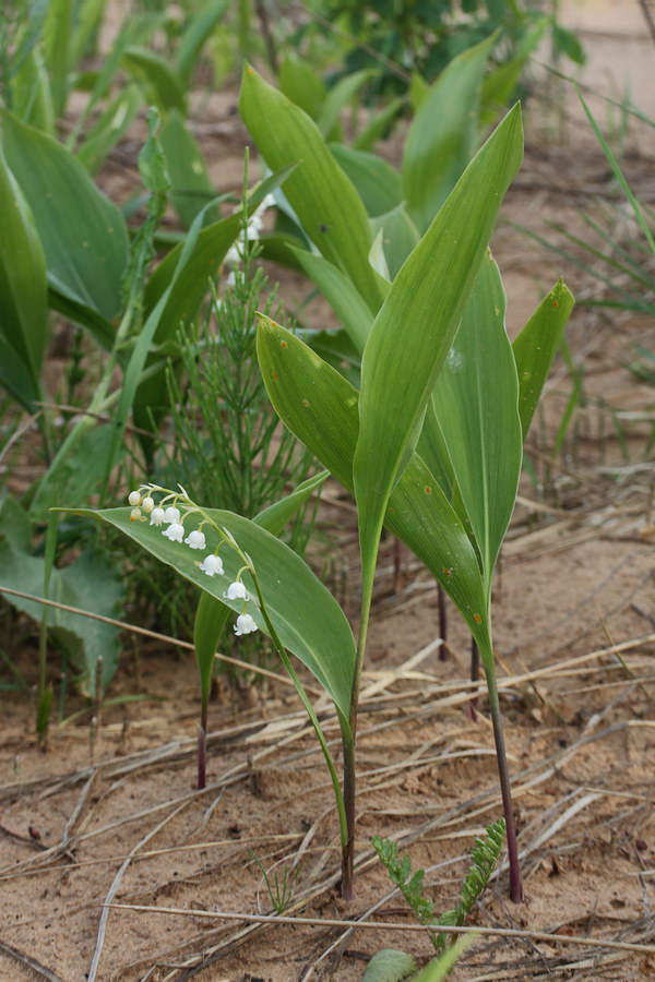 Image of Convallaria majalis specimen.