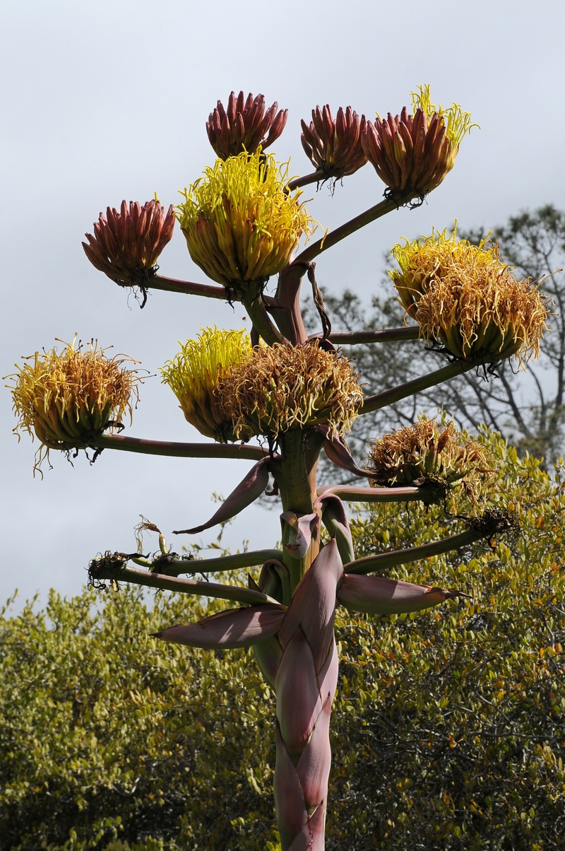 Изображение особи Agave shawii.