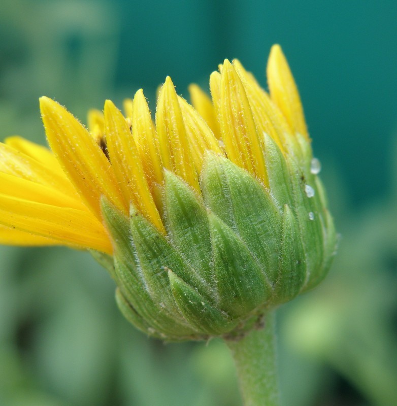 Image of Helianthus rigidus specimen.