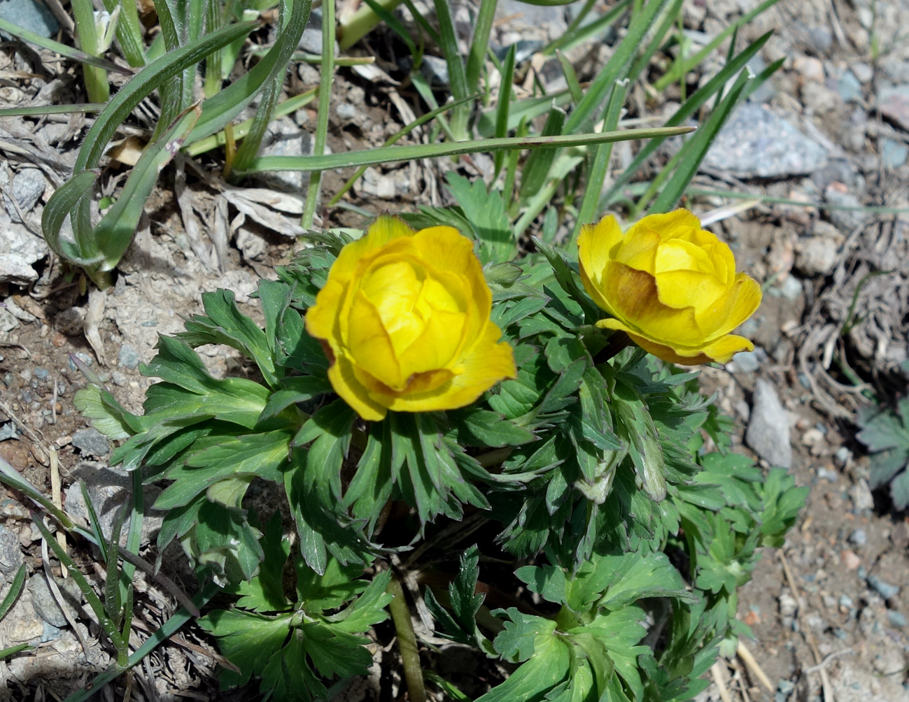 Изображение особи Trollius altaicus.