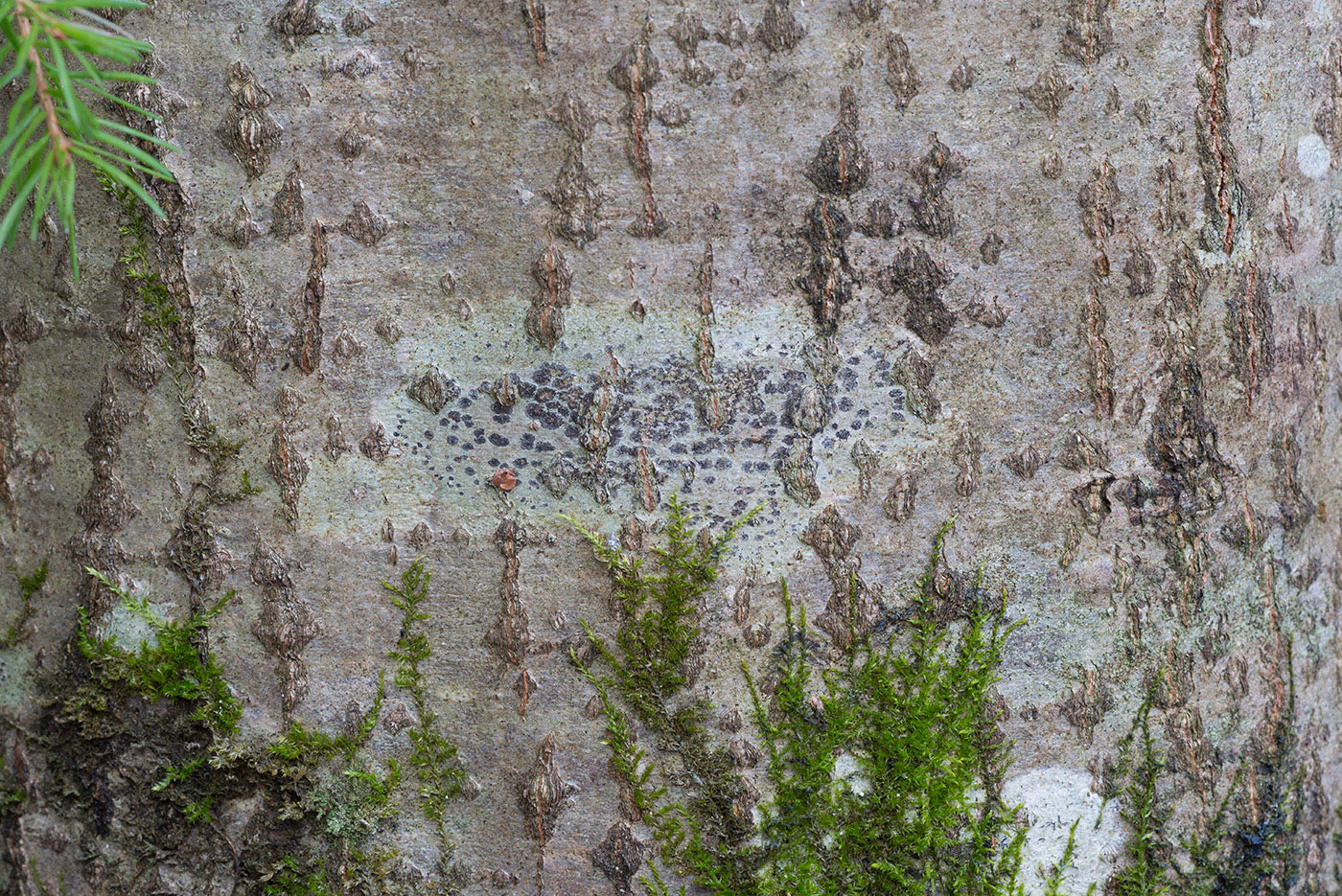 Image of Arthonia ruana specimen.