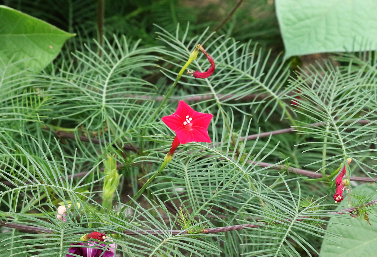 Image of Ipomoea quamoclit specimen.