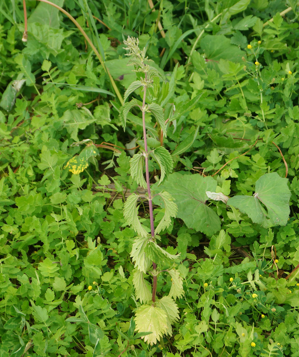 Image of Urtica dioica specimen.