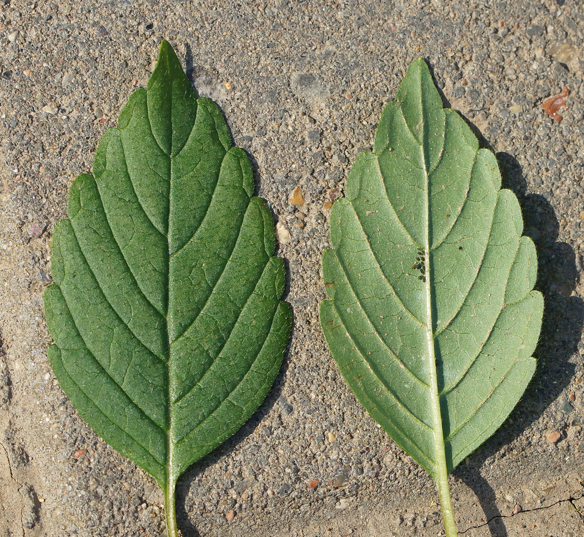 Изображение особи Galeopsis bifida.