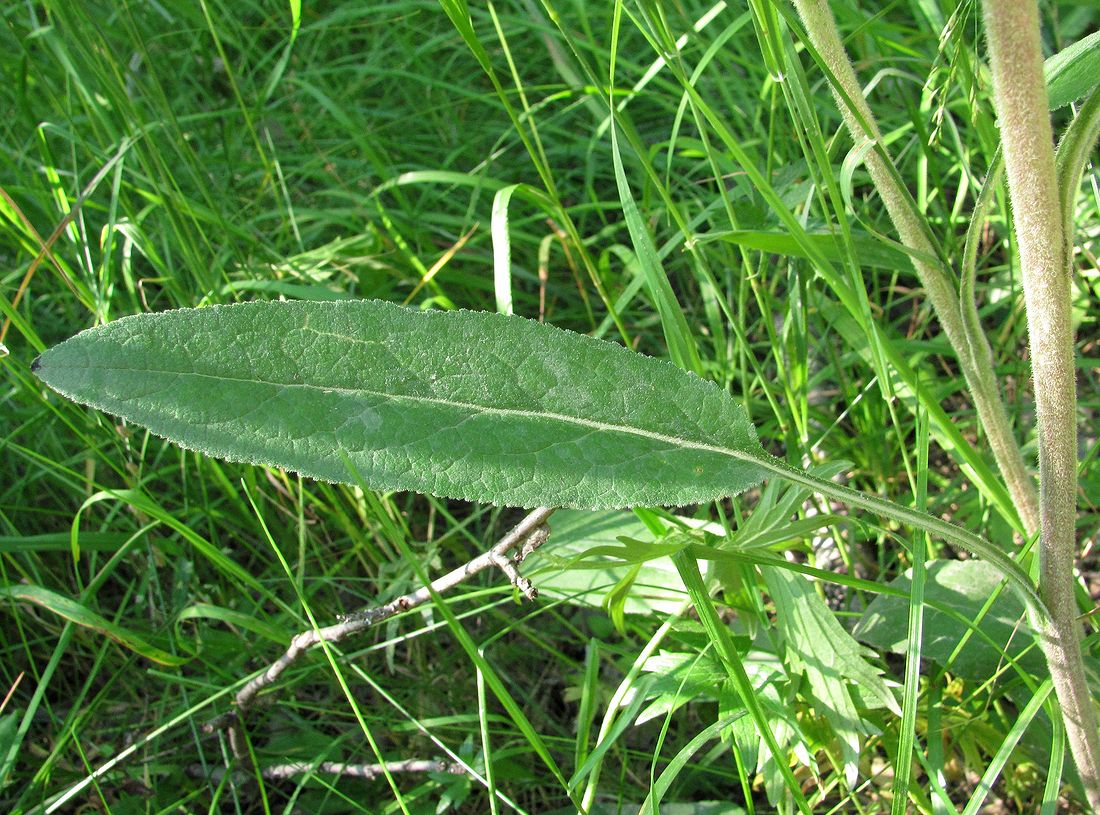 Image of Campanula glomerata specimen.