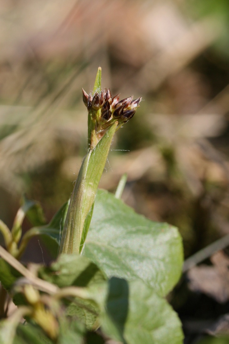 Image of Luzula pilosa specimen.