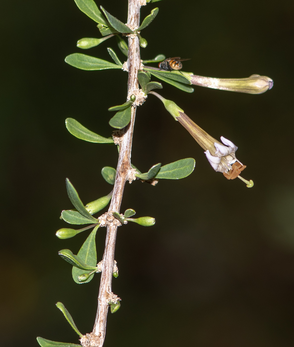 Image of Lycium bosciifolium specimen.