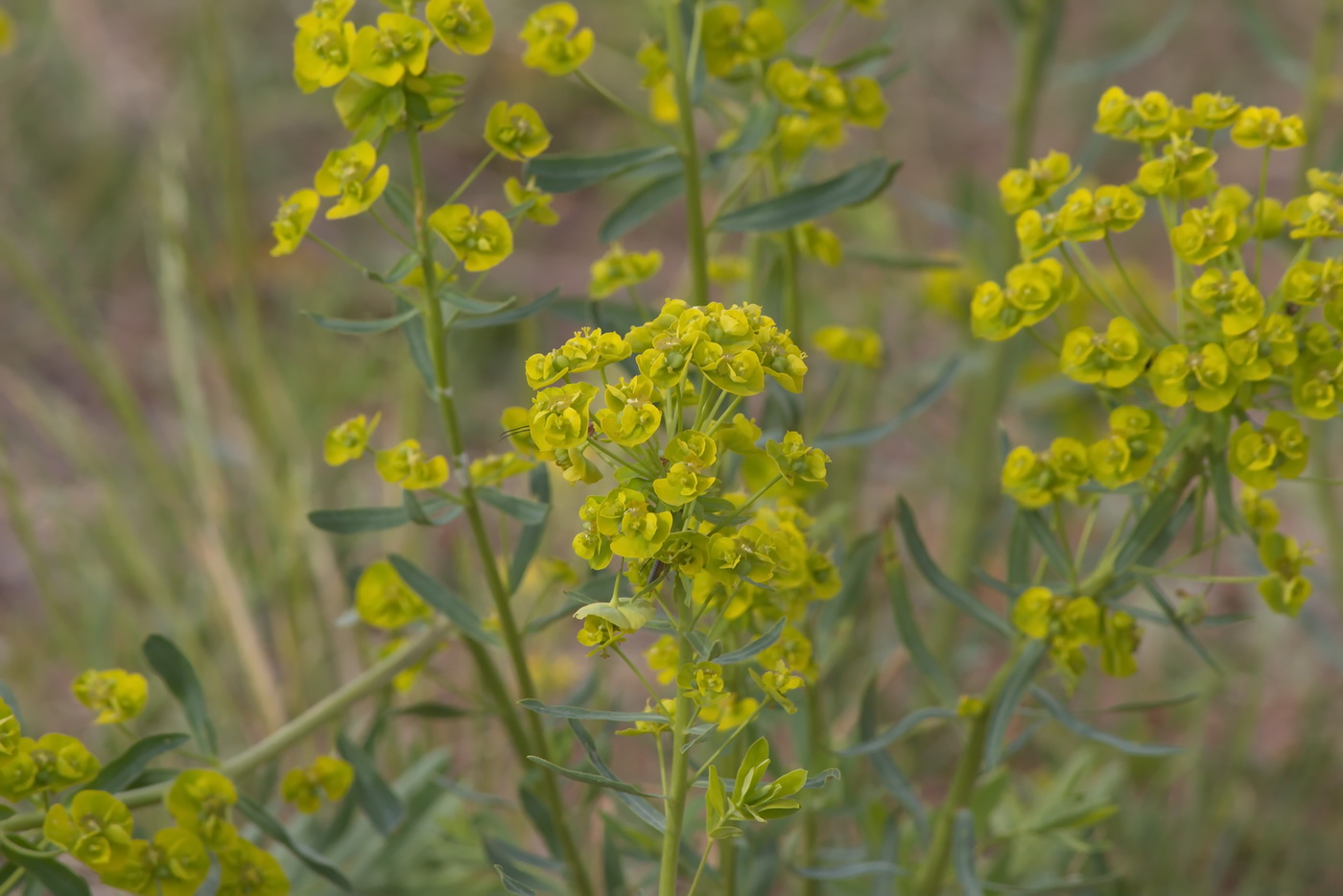 Изображение особи Euphorbia virgata.