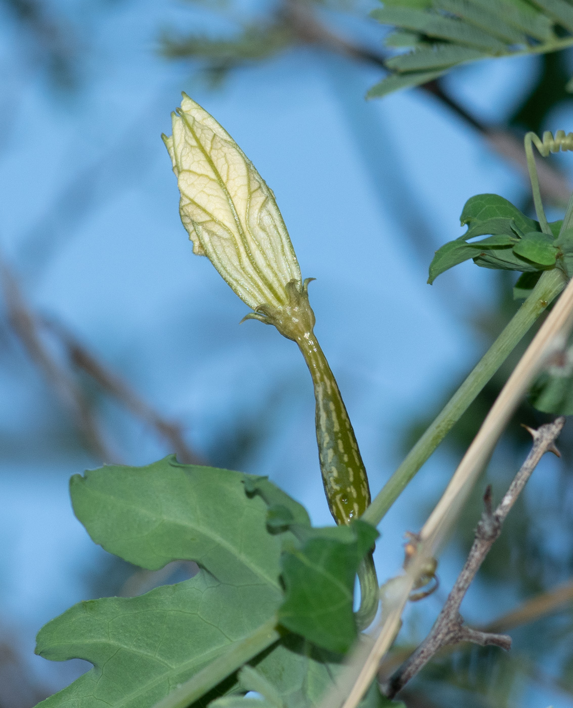 Изображение особи Coccinia sessilifolia.