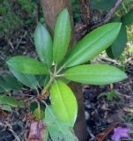 genus Rhododendron. Веточка с листьями. Пермский край, г. Пермь, Свердловский р-н, Центральный парк развлечений им. Горького, в озеленении. 15.06.2020.