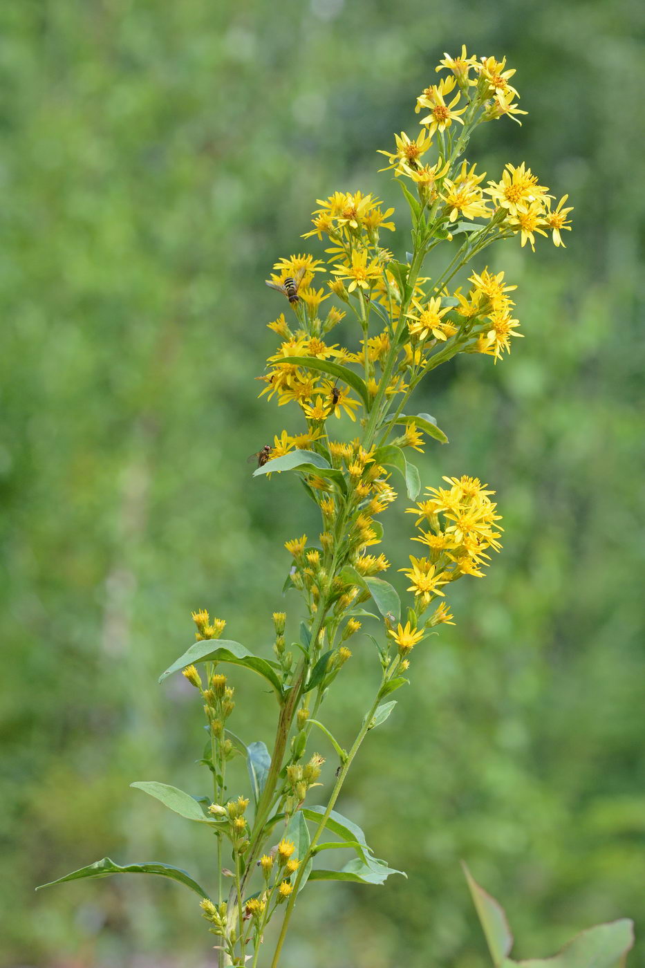 Изображение особи Solidago virgaurea.