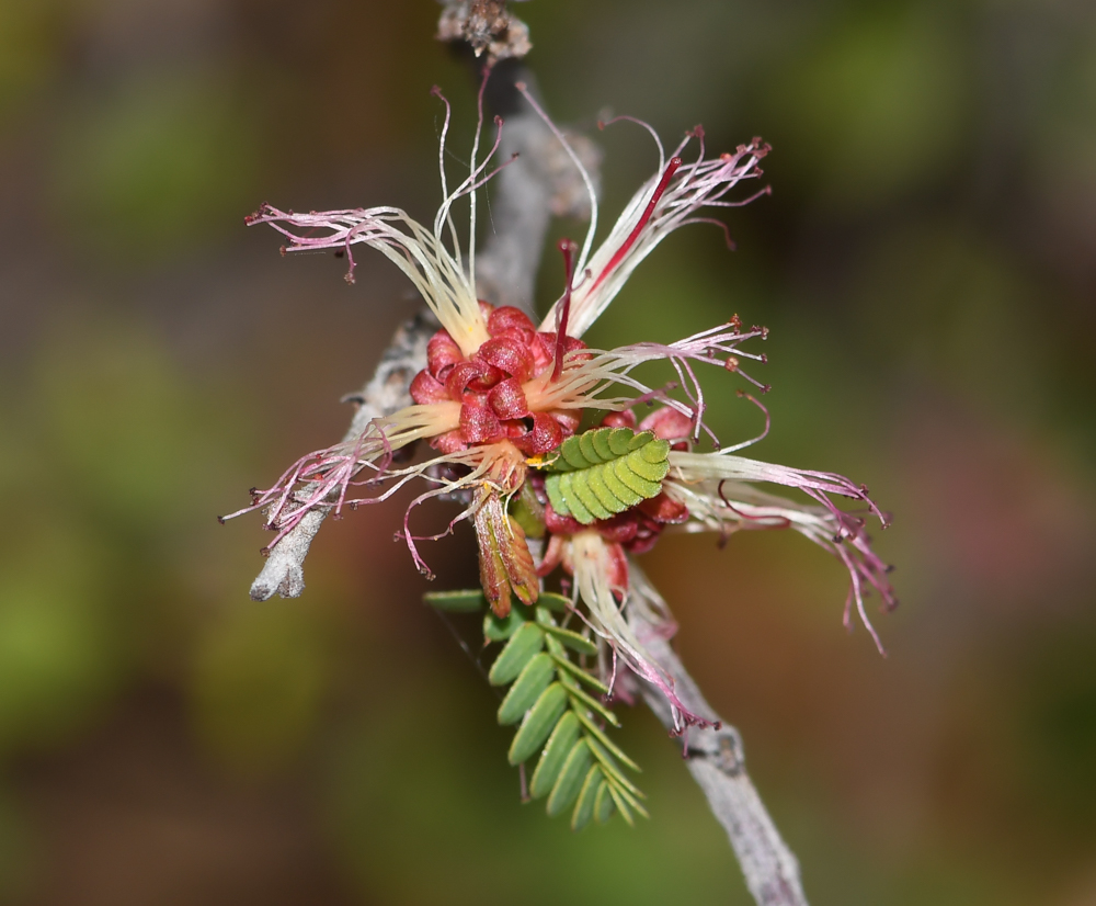 Image of Calliandra eriophylla specimen.