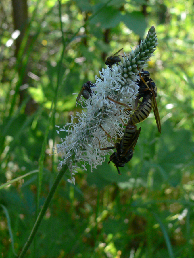 Изображение особи Plantago media.