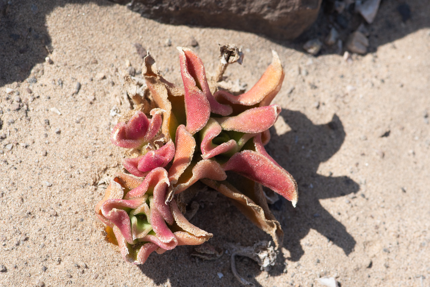 Image of Mesembryanthemum guerichianum specimen.