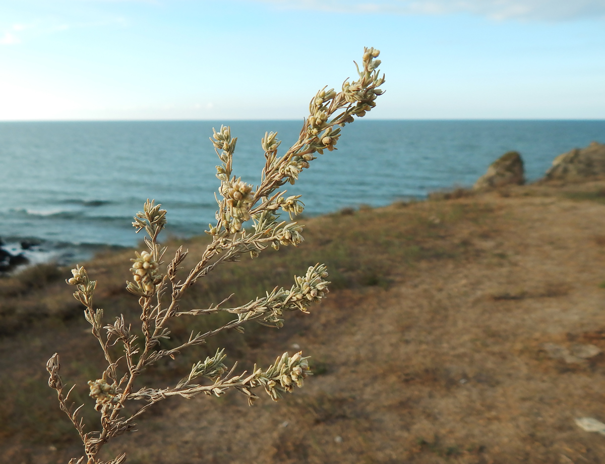 Image of genus Artemisia specimen.