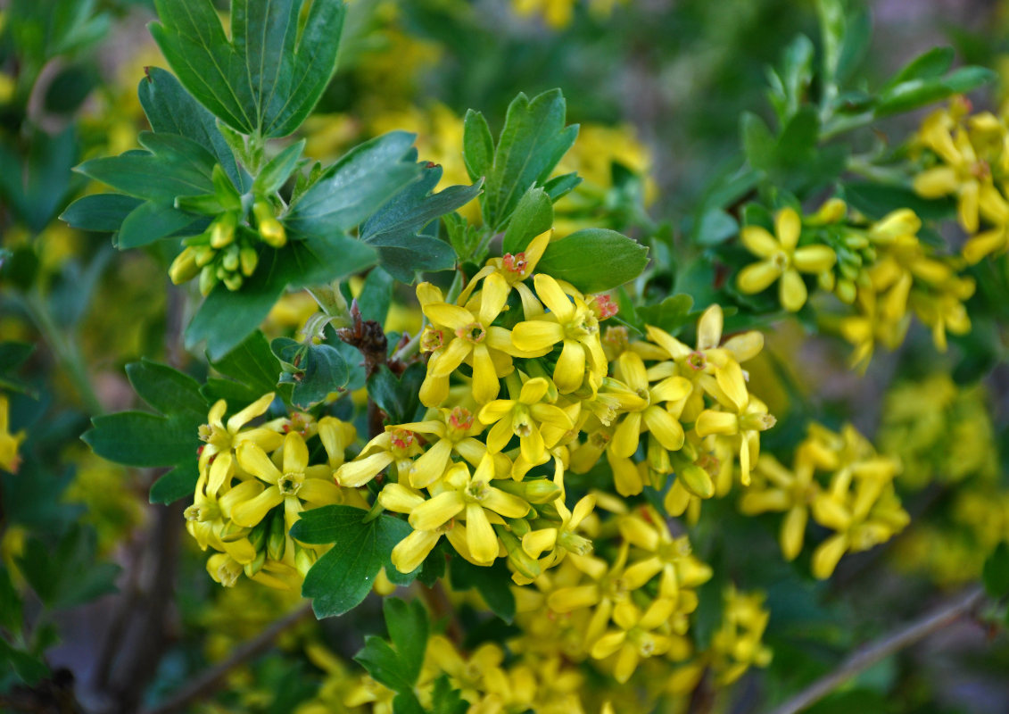 Image of Ribes aureum specimen.