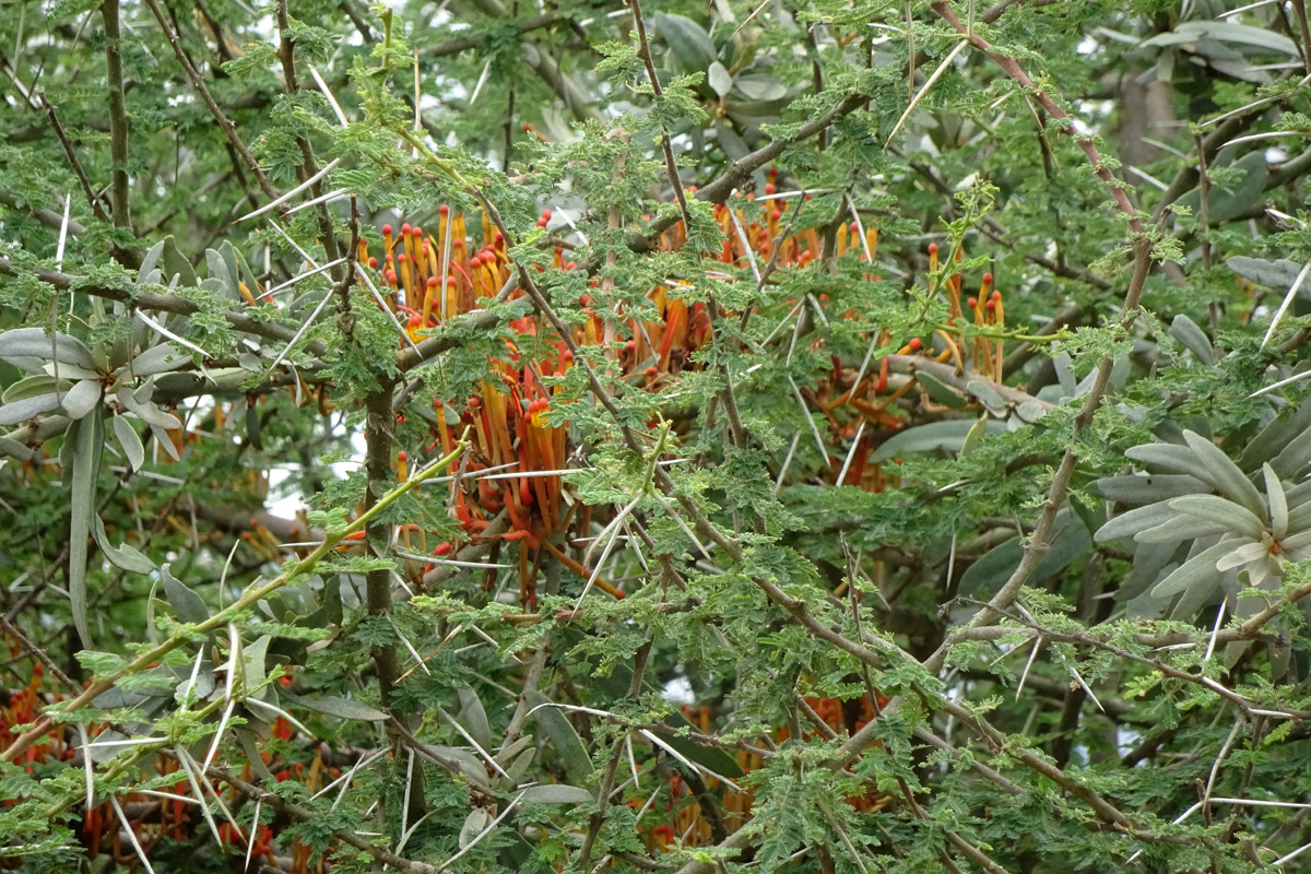 Image of Phragmanthera dschallensis specimen.