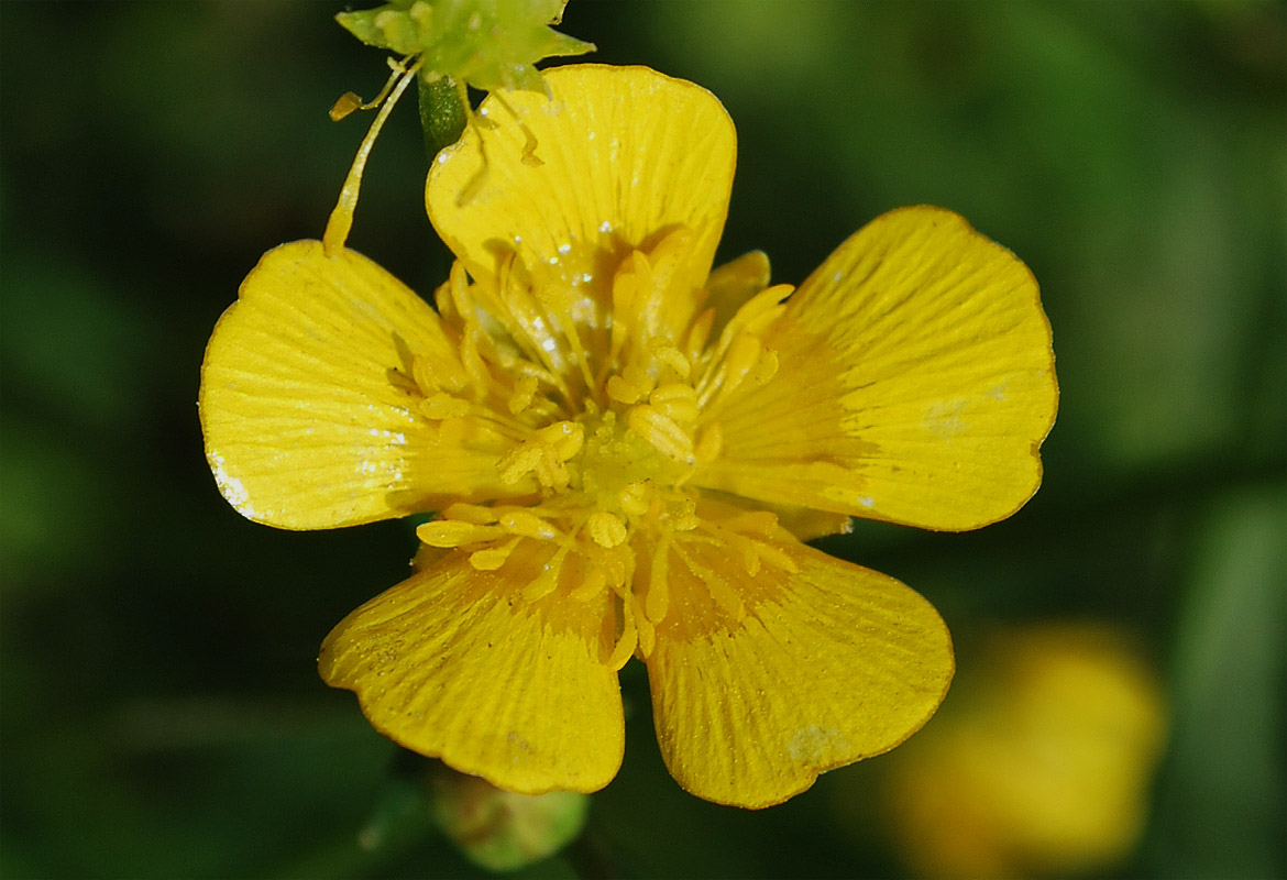 Изображение особи Ranunculus repens.