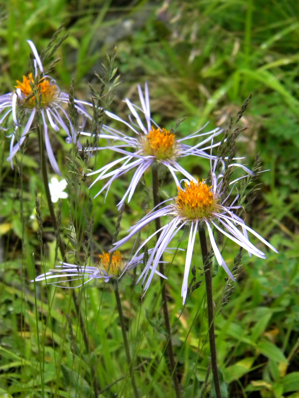 Изображение особи Erigeron flaccidus.