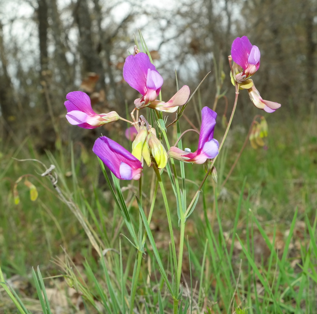 Изображение особи Lathyrus digitatus.