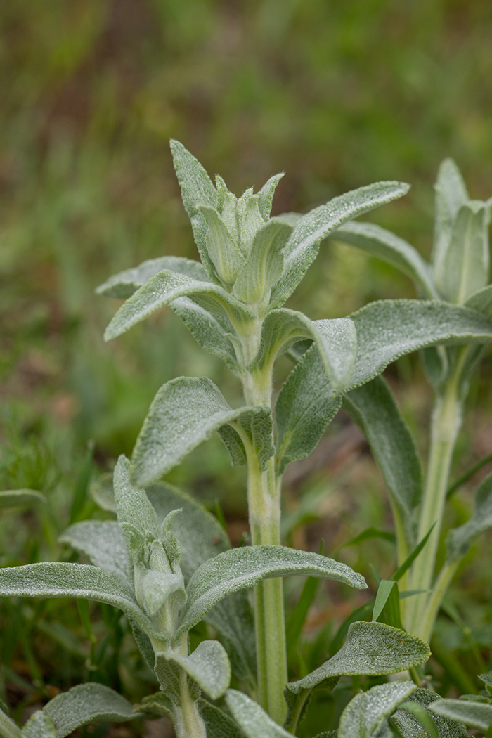 Image of Sideritis euxina specimen.