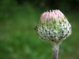 Смотреть изображение Jurinea cretacea
