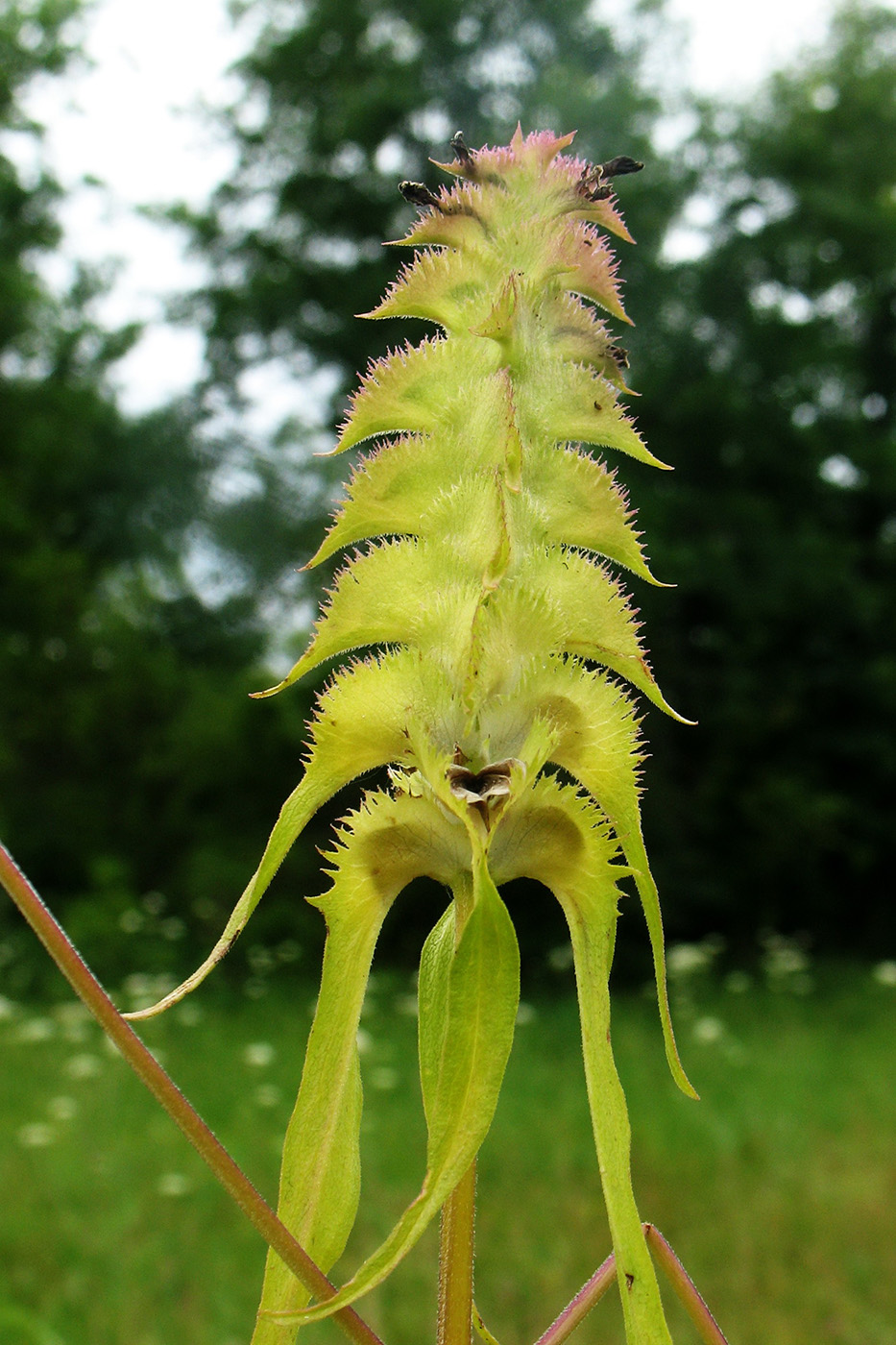 Изображение особи Melampyrum cristatum.